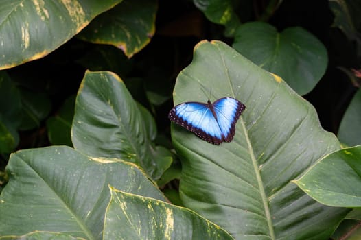Blue morpho butterfly (Morpho peleides) sitting on a green leaf