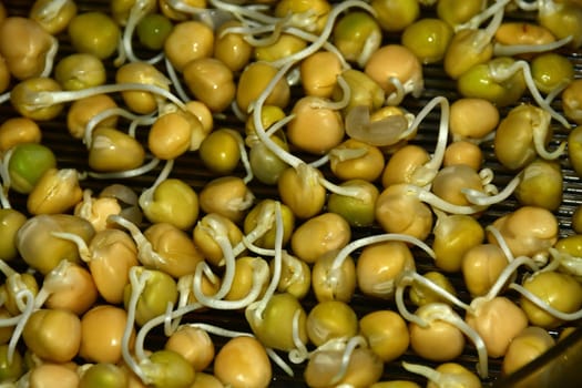 pea sprouts in a macro view