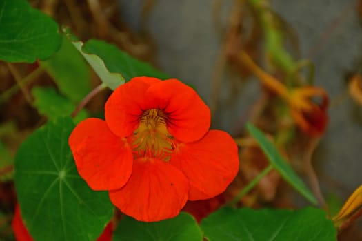 garden nasturtium with flower, herbal medicine and salad