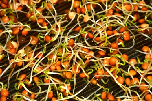 lentil sprouts in a macro view
