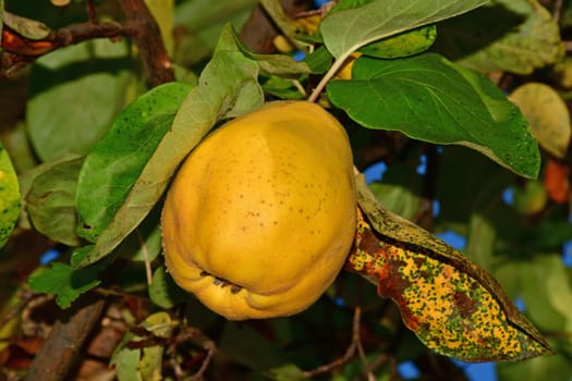 quince, ripe fruit on a tree