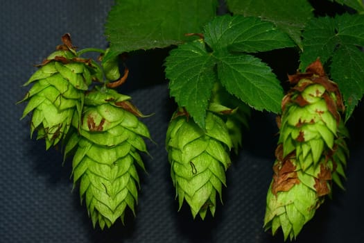 hop with ripe cones in summer