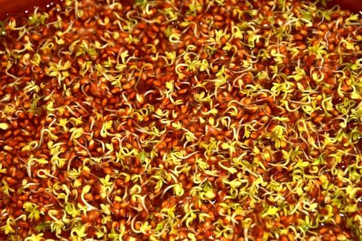 Alfalfa sprouts in a macro view