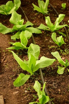 Sugar Leaf salad salad in a greenhouse with irrigation system with drip hose