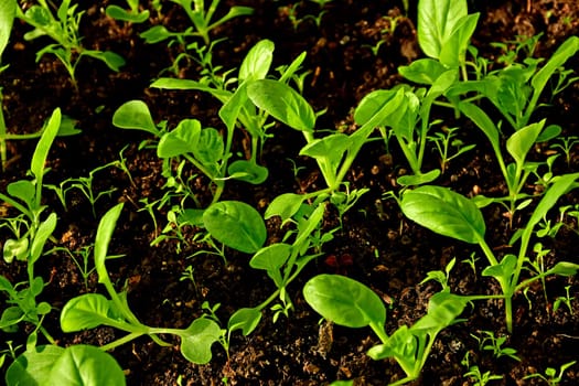 Tatsoi, Chinese vegetable seedlings in a closeup
