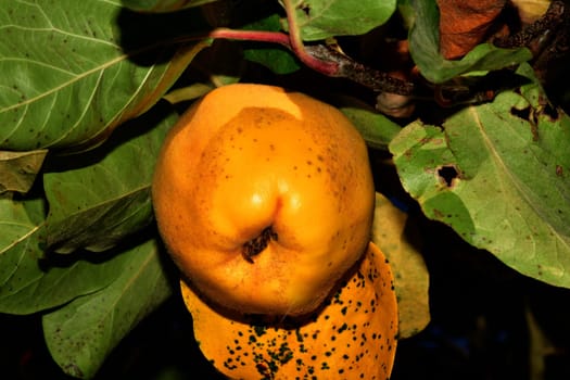 quince, ripe fruit on a tree