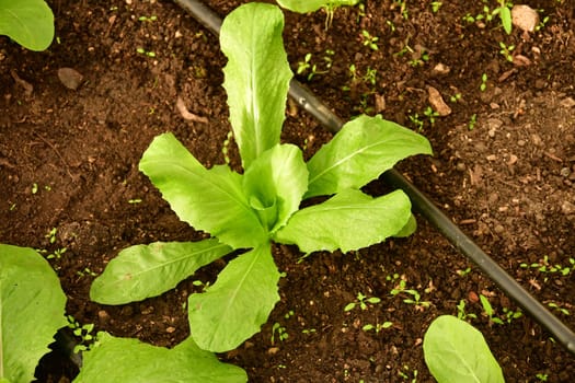 Sugar Leaf salad salad in a greenhouse with irrigation system with drip hose