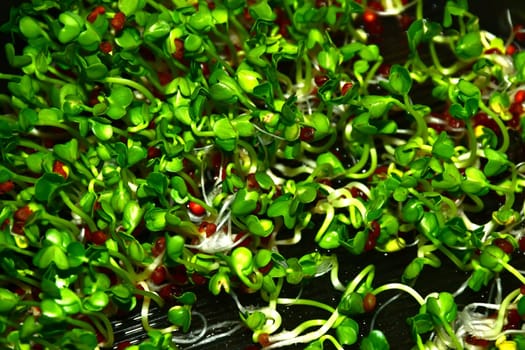 radish sprouts in a macro view