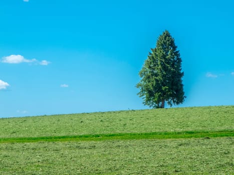 Solitary conifer tree standing on a hilltop on the edge between meadow and blue sky in the Allgäu Bavaria.