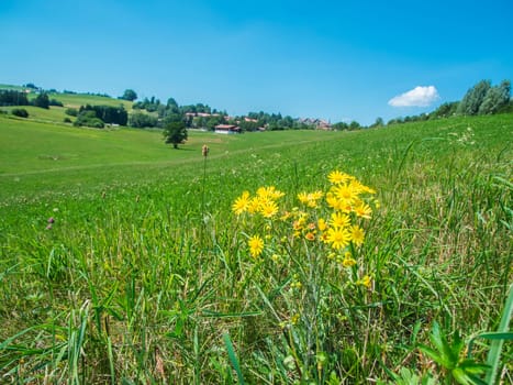 Ground-level hilly wide-angle landscape view over a meadow in the Bavarian Allgäu with spring ragwort (lat. Senecio leucanthemifolius) in the foreground against a blue sky in summer.
