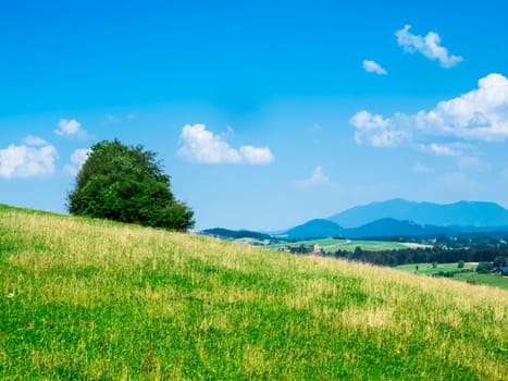 Small group of trees on a sloping hill with a wide view of the higher mountains in the background in summer in the Allgäu region of Bavaria.