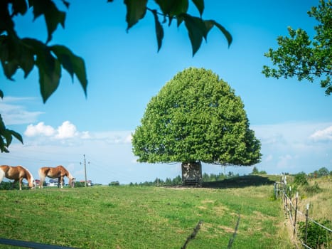 deciduous tree protected against being eaten at the trunk on a hilly pasture and two horses in front of a blue sky in summer.