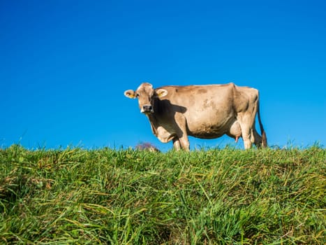 Full body side view of a brown hornless dairy cow on a pasture against a blue summer sky looking into the low positioned camera.