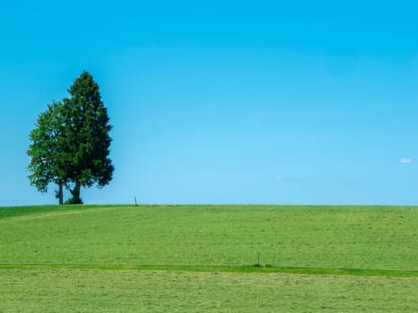 Two trees standing close together on a pasture in Bavaria against a blue sky.
