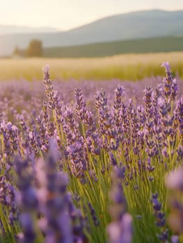 A vibrant lavender field glows under the setting sun, creating a picturesque and aromatic landscape.