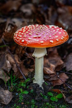 Red fly agaric musroom in the forest