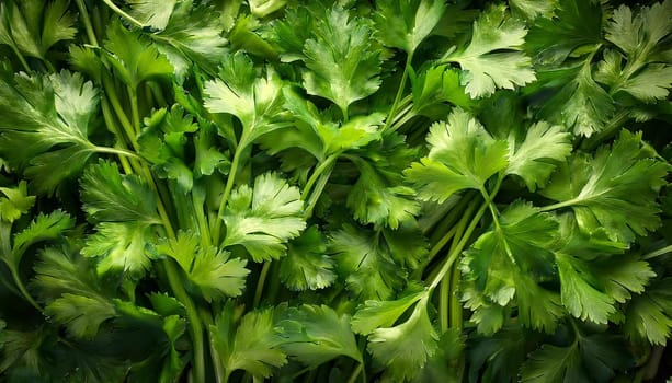 cilantro or parsley flat view, AI generated image