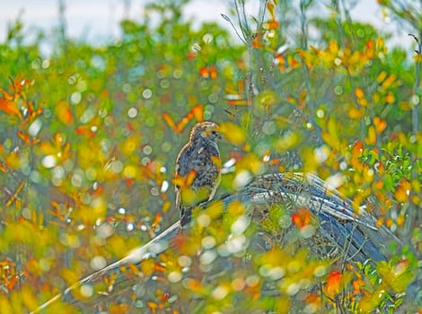 Red Shouldered Hawk Hiding in the Brush in the Okefenokee National Wildlife Refuge in Georgia
