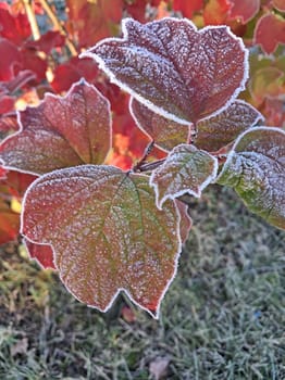 Close-up of colorful autumn leaves on a bush delicately coated with frost, capturing the beauty of early morning ice crystals on vibrant foliage. This image showcases the transition between autumn and winter with rich colors and intricate frost patterns
