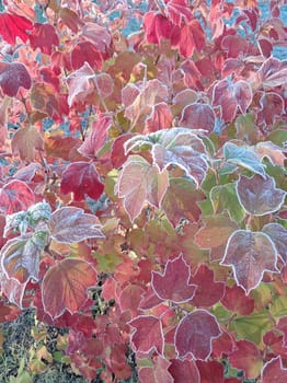 Close-up of colorful autumn leaves on a bush delicately coated with frost, capturing the beauty of early morning ice crystals on vibrant foliage. This image showcases the transition between autumn and winter with rich colors and intricate frost patterns