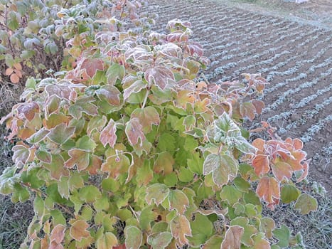 Close-up of colorful autumn leaves on a bush delicately coated with frost, capturing the beauty of early morning ice crystals on vibrant foliage. This image showcases the transition between autumn and winter with rich colors and intricate frost patterns