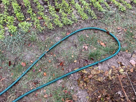 A garden hose waters a vibrant vegetable garden, providing essential hydration to rows of growing plants. This image captures the tools and care involved in nurturing a healthy, productive garden