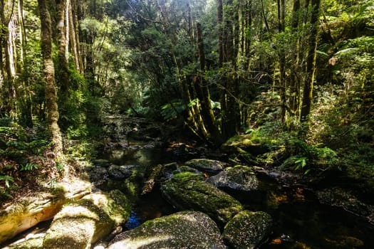 The majestic Nelson Falls and surrounding landscape in Franklin-Gordon Wild Rivers National Park on a hot summer's day in Tasmania, Australia