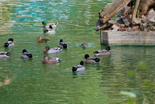 A flock of mallard ducks swims in a pond, spring day