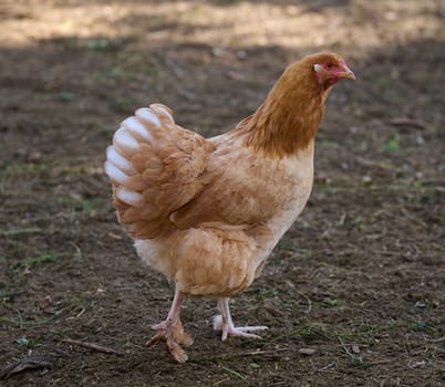 Domestic chicken walking outdoors on a summer day