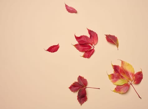 Red leaf of Parthenocissus quinquefolia bush on beige background, top view
