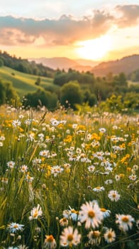 A vibrant field of white daisies stretches out towards a backdrop of rolling hills and mountains, illuminated by the warm, golden light of the setting sun