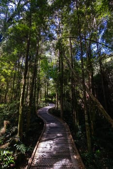The majestic Nelson Falls and surrounding landscape in Franklin-Gordon Wild Rivers National Park on a hot summer's day in Tasmania, Australia