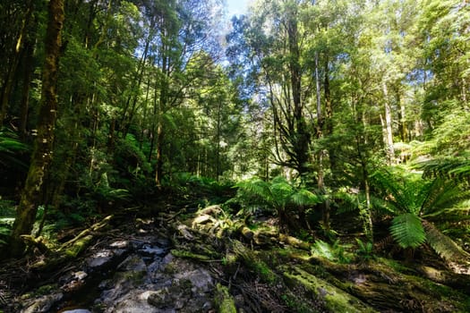 The majestic Nelson Falls and surrounding landscape in Franklin-Gordon Wild Rivers National Park on a hot summer's day in Tasmania, Australia