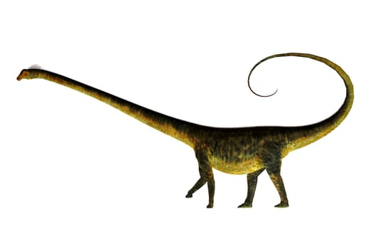 Barosaurus was a herbivorous sauropod dinosaur that lived in Utah and South Dakota, USA in the Jurassic Period.