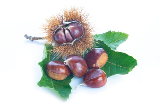Chestnuts with leaves and burs isolated on a white background