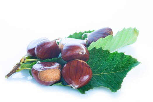 Chestnuts with leaves and burs isolated on a white background