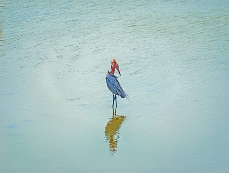 Reddish Egret Preening in a Wetland Near Port Aransas, Texas