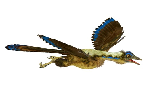Feathered Archaeopteryx was a carnivorous Pterosaur reptile that lived in Germany during the Jurassic Period.