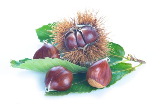 Chestnuts with leaves and burs isolated on a white background