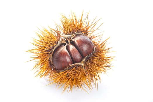 Chestnuts with leaves and burs isolated on a white background