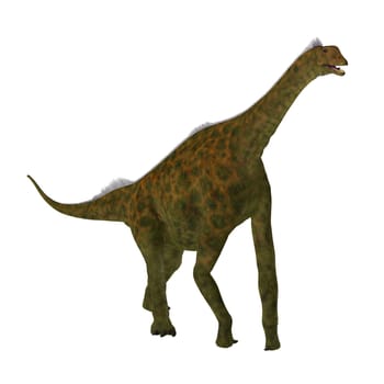 Atlasaurus was a herbivorous sauropod dinosaur that lived in Morocco, North Africa during the Jurassic Period.