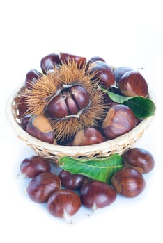 Chestnuts with leaves and burs isolated on a white background