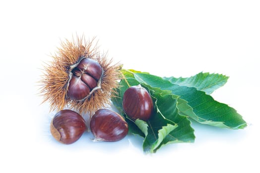 Chestnuts with leaves and burs isolated on a white background
