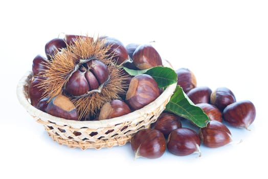 Chestnuts with leaves and burs isolated on a white background
