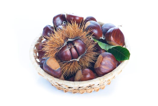 Chestnuts with leaves and burs isolated on a white background