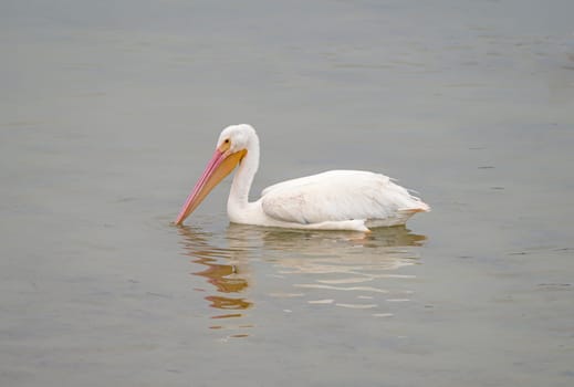 Non Breeding American White Pelican in a Tidal Pool Near Port Aransas, Texas