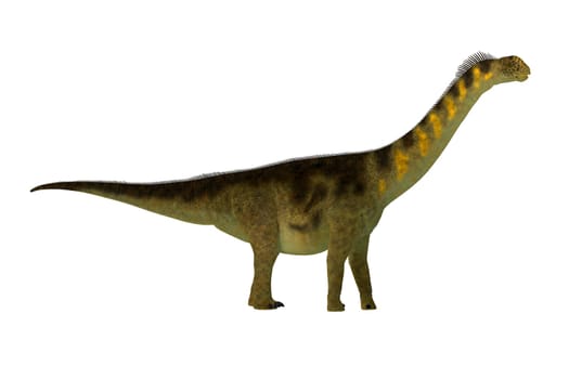 Camarasaurus was a sauropod herbivore dinosaur that lived in the Jurassic Era of North America.