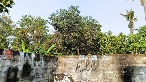 An urban scene featuring graffiti on a weathered wall, surrounded by lush greenery and clear blue sky. The contrast between nature and urban art is striking and visually engaging.