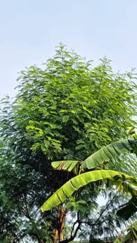 A vibrant green garden features vibrant foliage, banana leaves, and towering trees. The sunlight filters through, creating a serene natural scene, perfect for themes of tranquility and nature.
