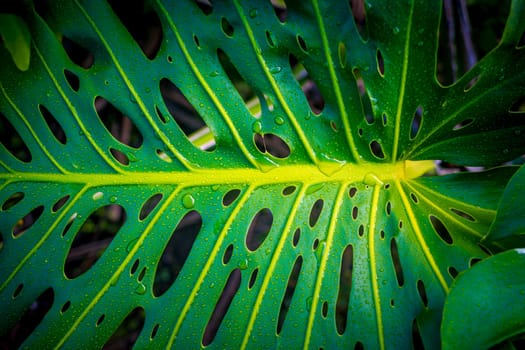 Close-up of a Monstera leaf, from the Monstera deliciosa or cheese plant with distinctive split and hole patterns, also known as fenestrations and water drops.